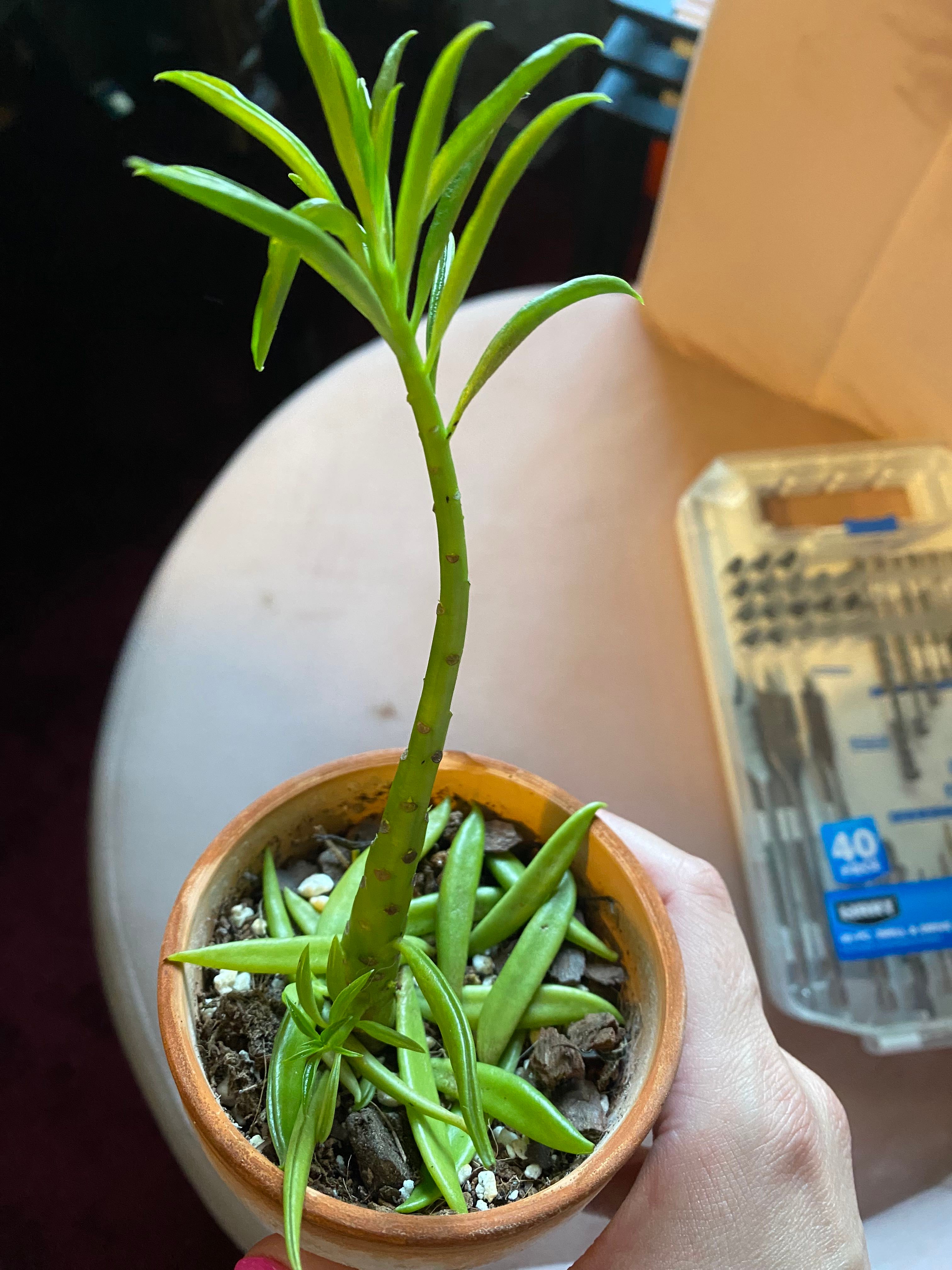 How to Care for Pincushion Peperomia Mastering Water, Sunlight & More