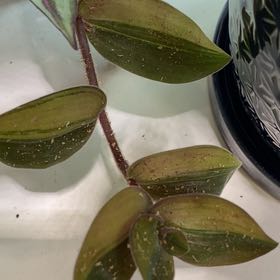 Plant care for Awayuki Ghost Plant on Greg, the plant care app