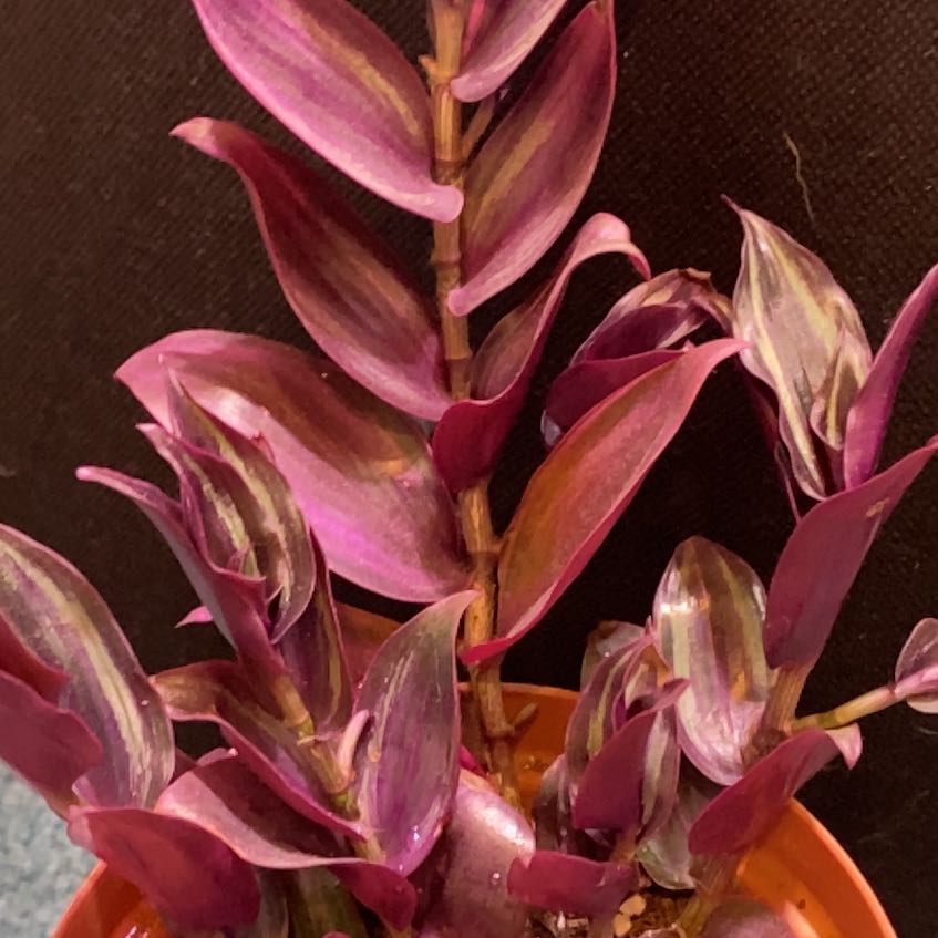 Wandering Dude 'Burgundy' plant with vibrant burgundy and green leaves in a pot.