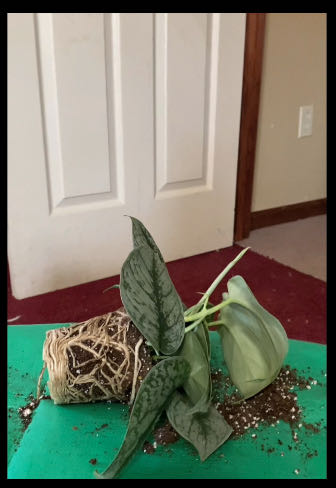 Photo from the post