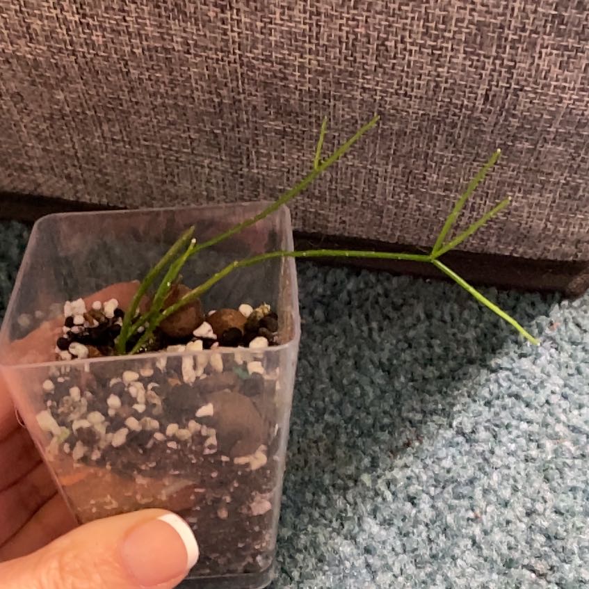 Photo of the plant species Rhipsalis clavata by @KDkat3 named Clavata in prop box on Greg, the plant care app