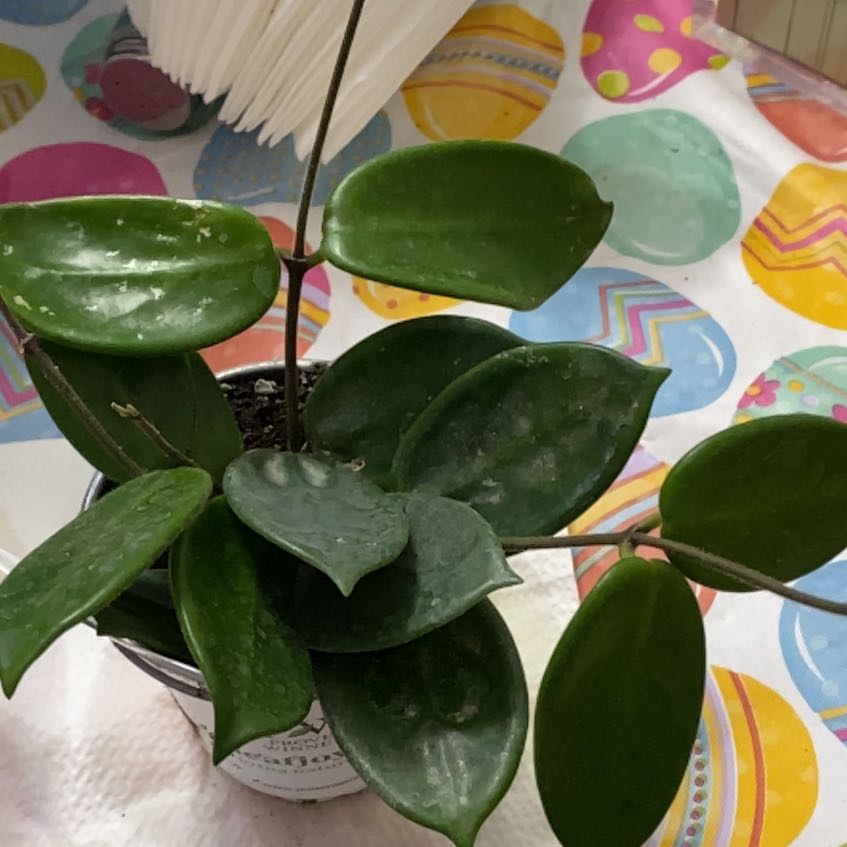 Photo of the plant species Vangviengiensis Hoya by @KDkat3 named Vangviengiensis on Greg, the plant care app