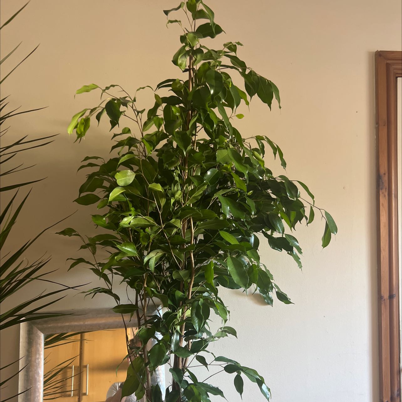 Photo of the plant species Exotica Weeping FIg by @HotJitterbug named Ficus mikus on Greg, the plant care app