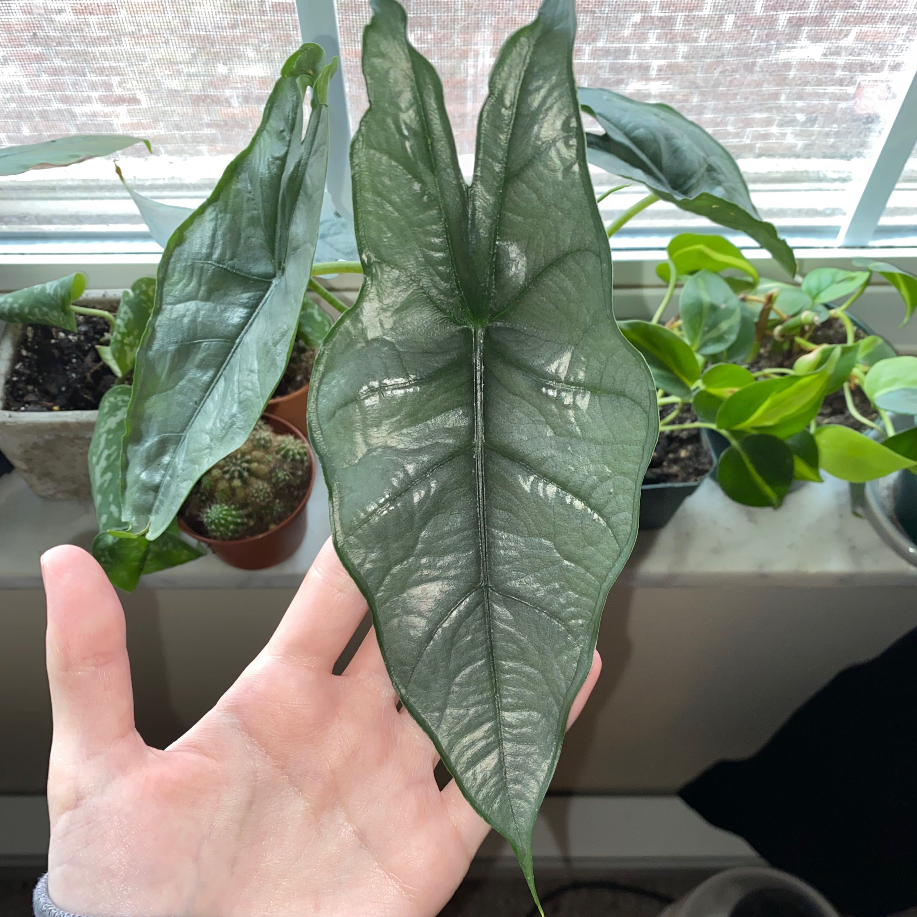 Dragon's Breath uploaded to the Greg plant app by @Kylie.H