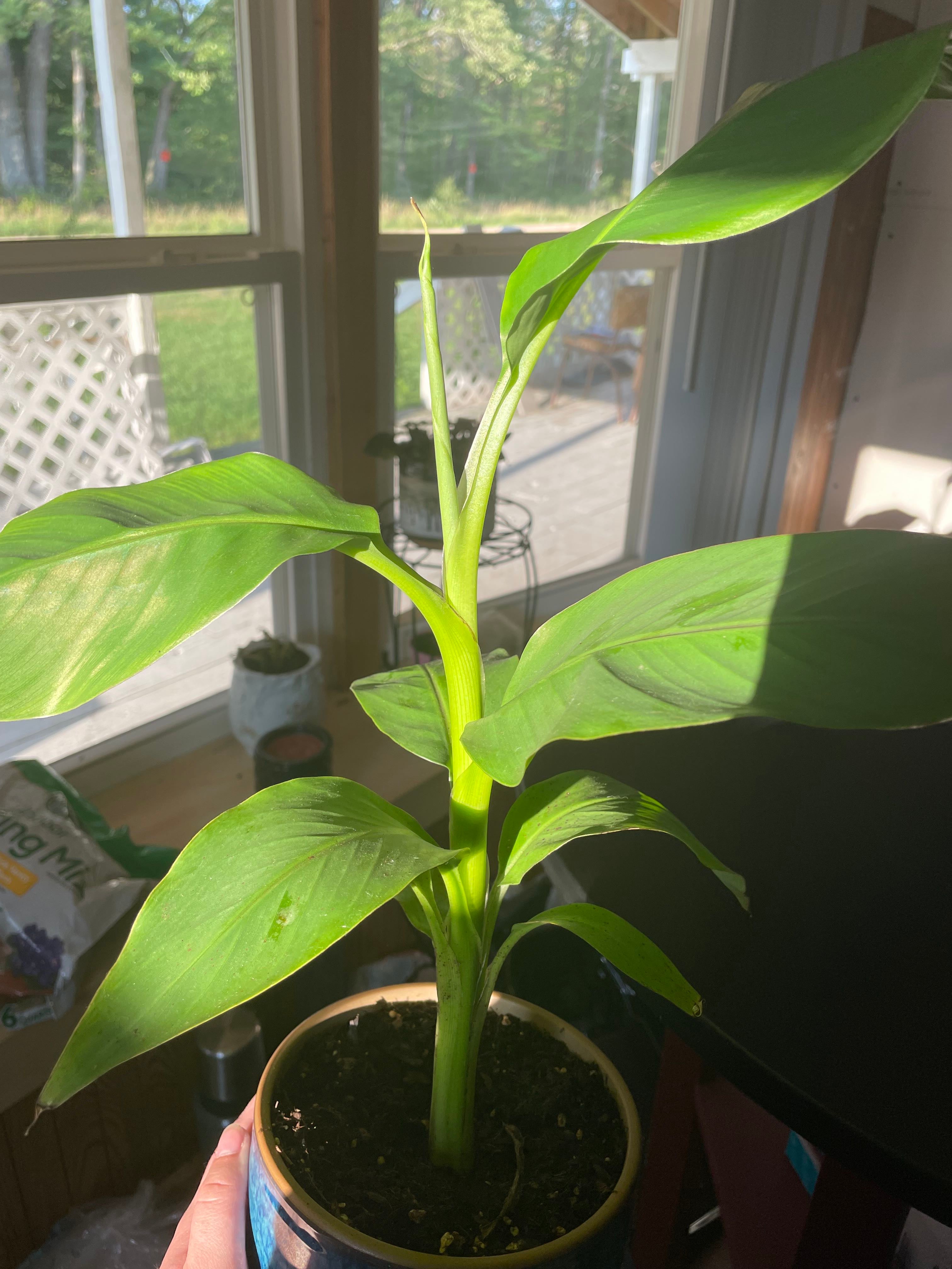 Top 9 Signs Your Japanese Banana Needs Pollination 🍌