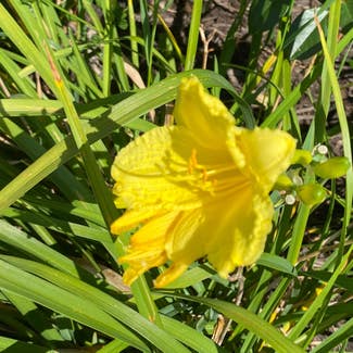 Yellow Daylily plant in Waukesha, Wisconsin