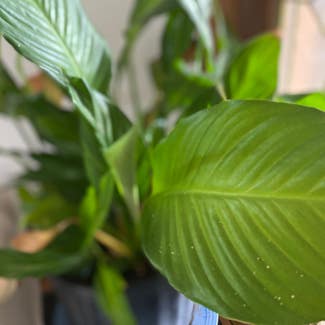 Peace Lily plant in Waukesha, Wisconsin