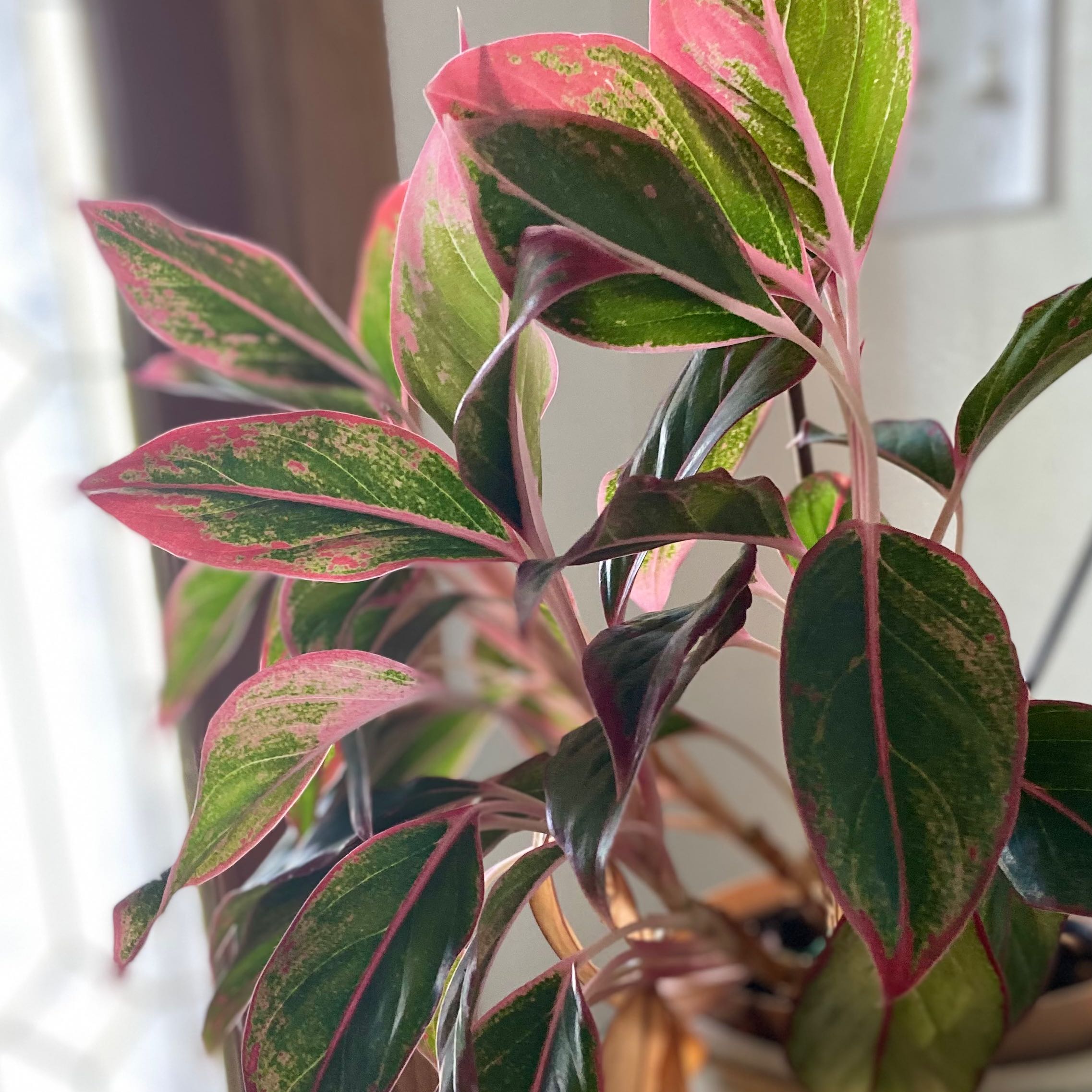 Pink Dalmatian Aglaonema with vibrant pink and green leaves, no visible soil or flowers.