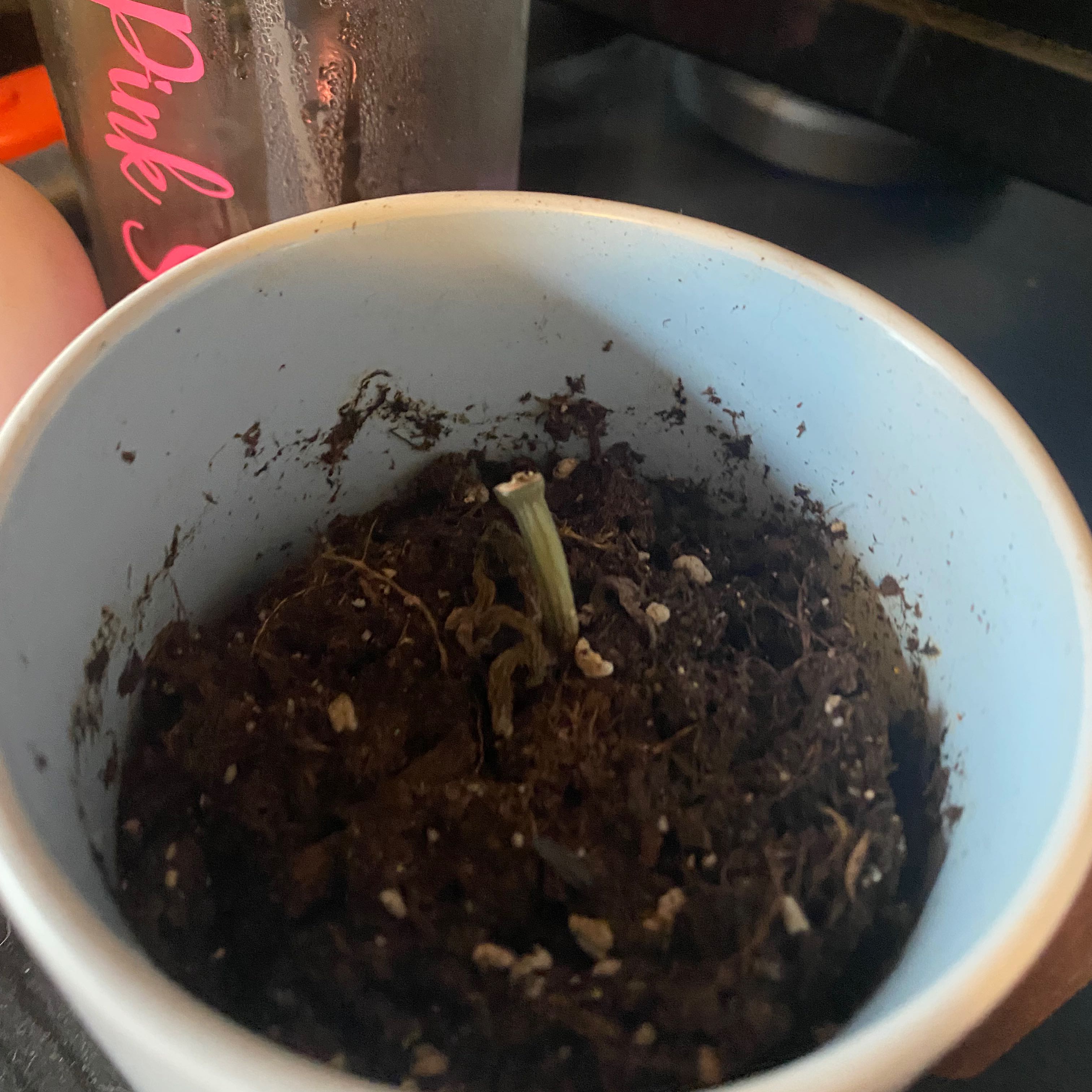 A small Echeveria 'Pelusida' plant in a pot with visible soil, appearing to be in poor condition.
