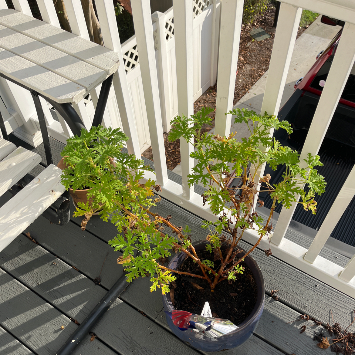 Potted Citronella plant on a balcony with some yellowing and browning leaves.