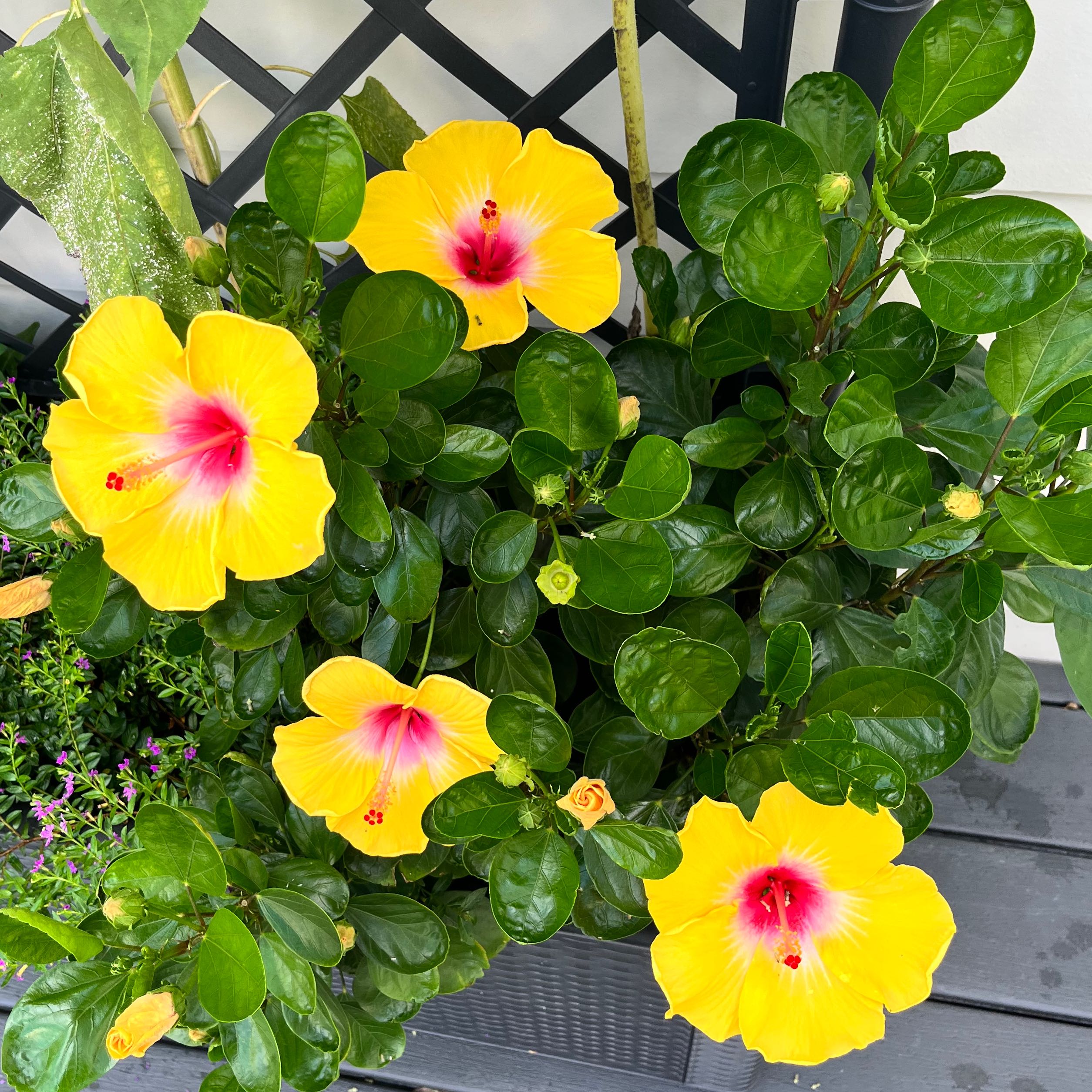 Photo of the plant species Hibiscus Tree by @SavantIronweed named Sunshine on Greg, the plant care app