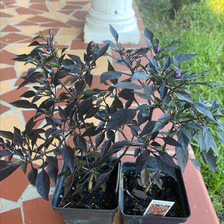 Photo of the plant species Peperomia 'Harmony's Midnight Wave' by Leekchic named Your plant on Greg, the plant care app