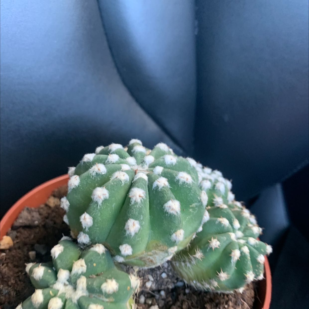 A healthy Peyote cactus (Lophophora williamsii) in a pot with visible soil.