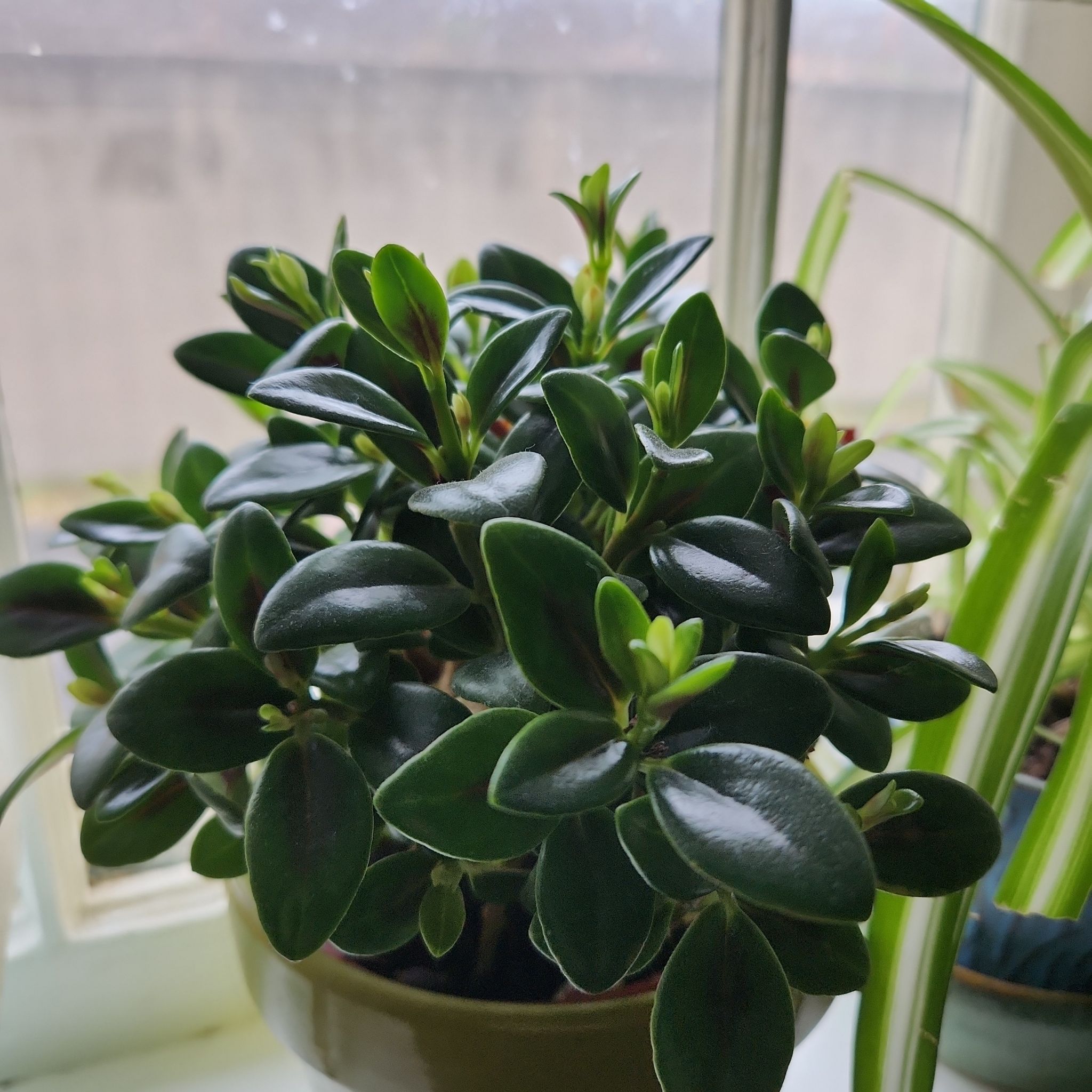 Photo of the plant species Goldfish Plant by @ShowyPlumtree named Goldie on Greg, the plant care app
