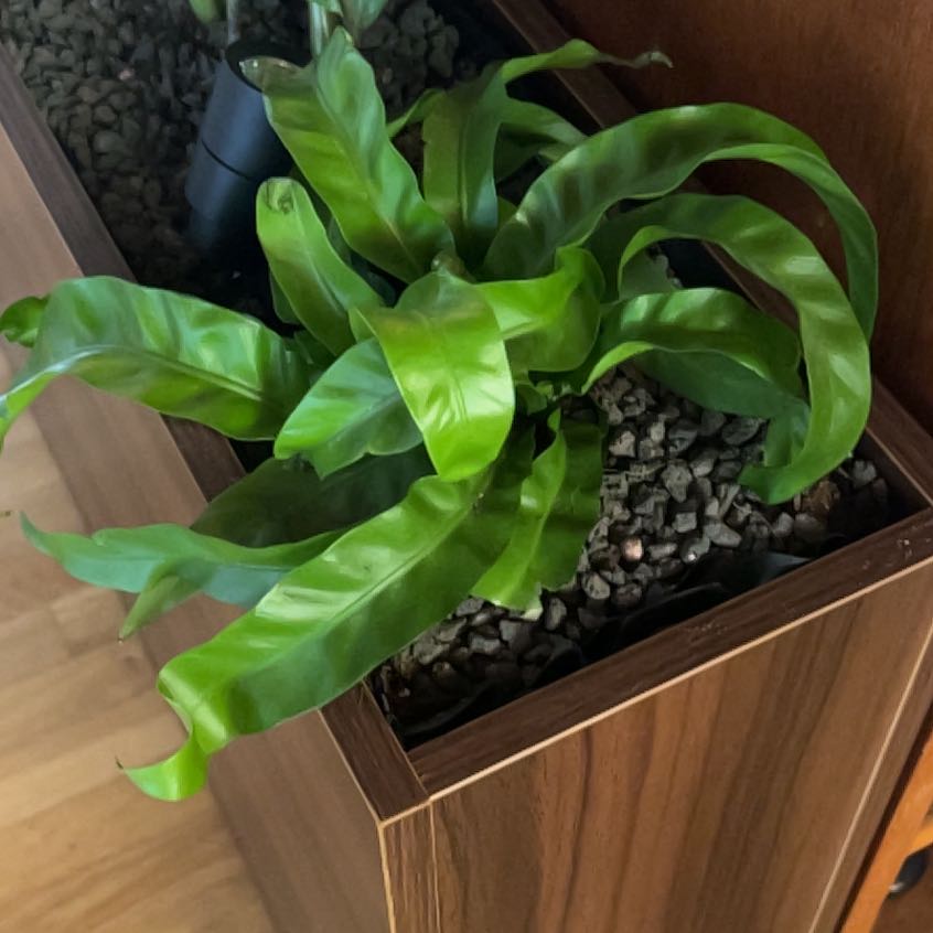 Dracaena 'Tornado' plant in a wooden container with healthy green leaves.