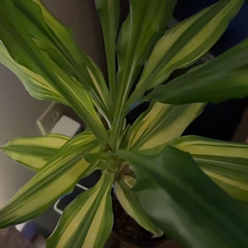 Photo of the plant species Large-Leaved Dragon Tree by @vodkarockstar named sted on Greg, the plant care app