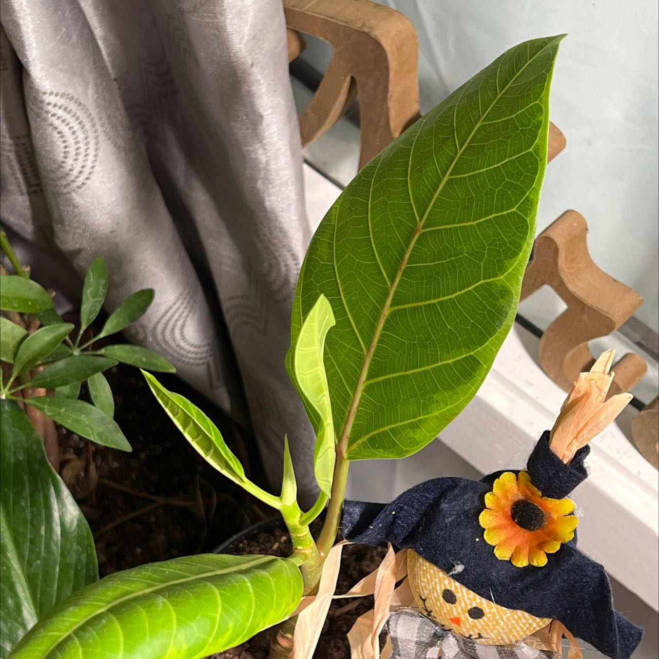 Florida Strangler Fig plant with large green leaves, indoors near a window.