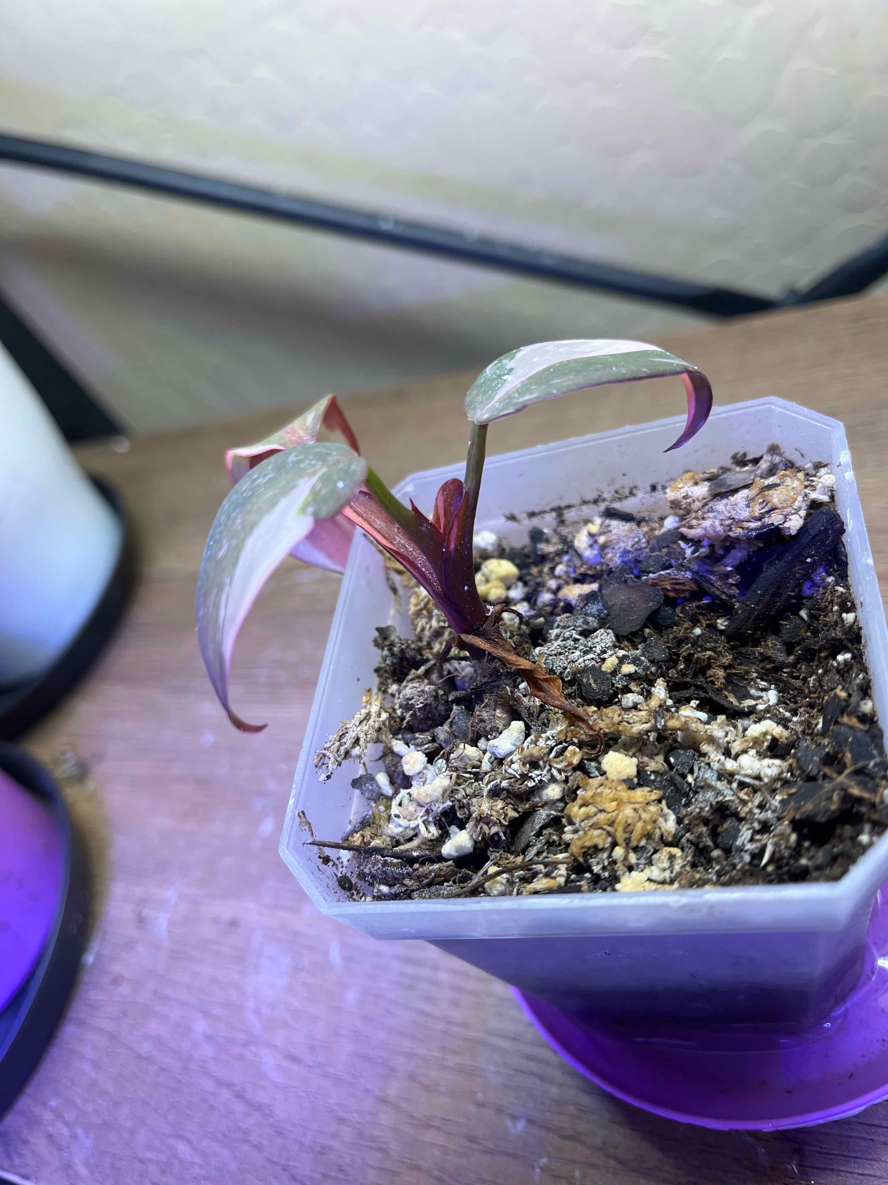 Philodendron Red Anderson plant in a pot with visible soil and reddish leaves.
