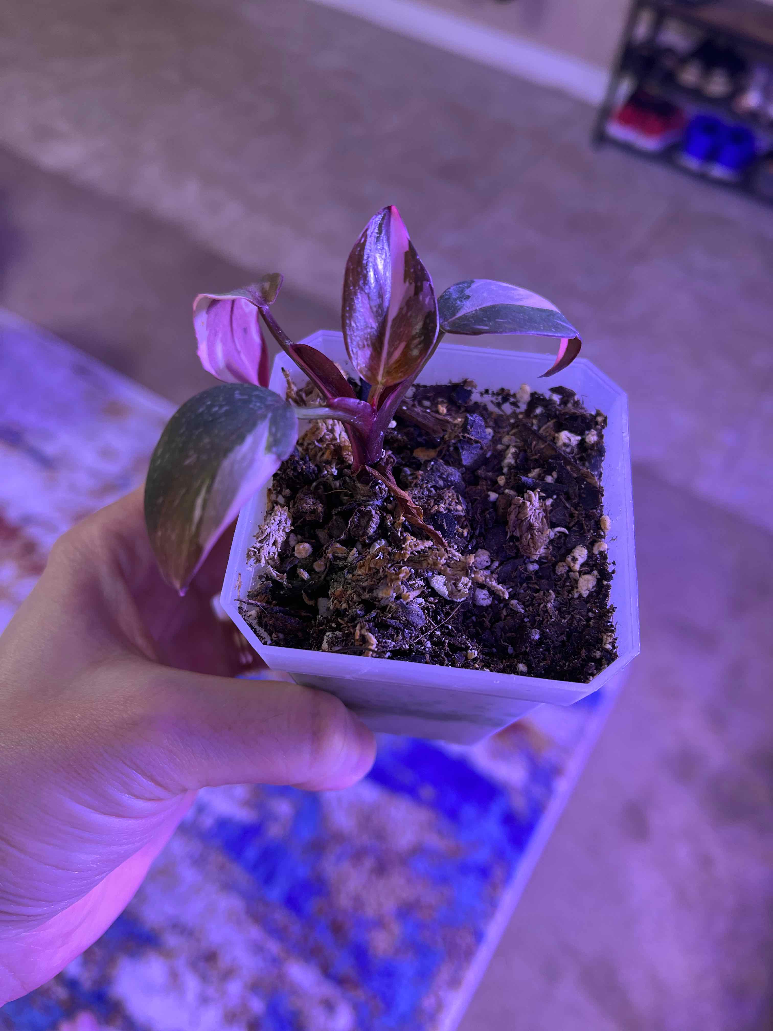 Philodendron Red Anderson plant in a white pot held by a hand, with visible soil.