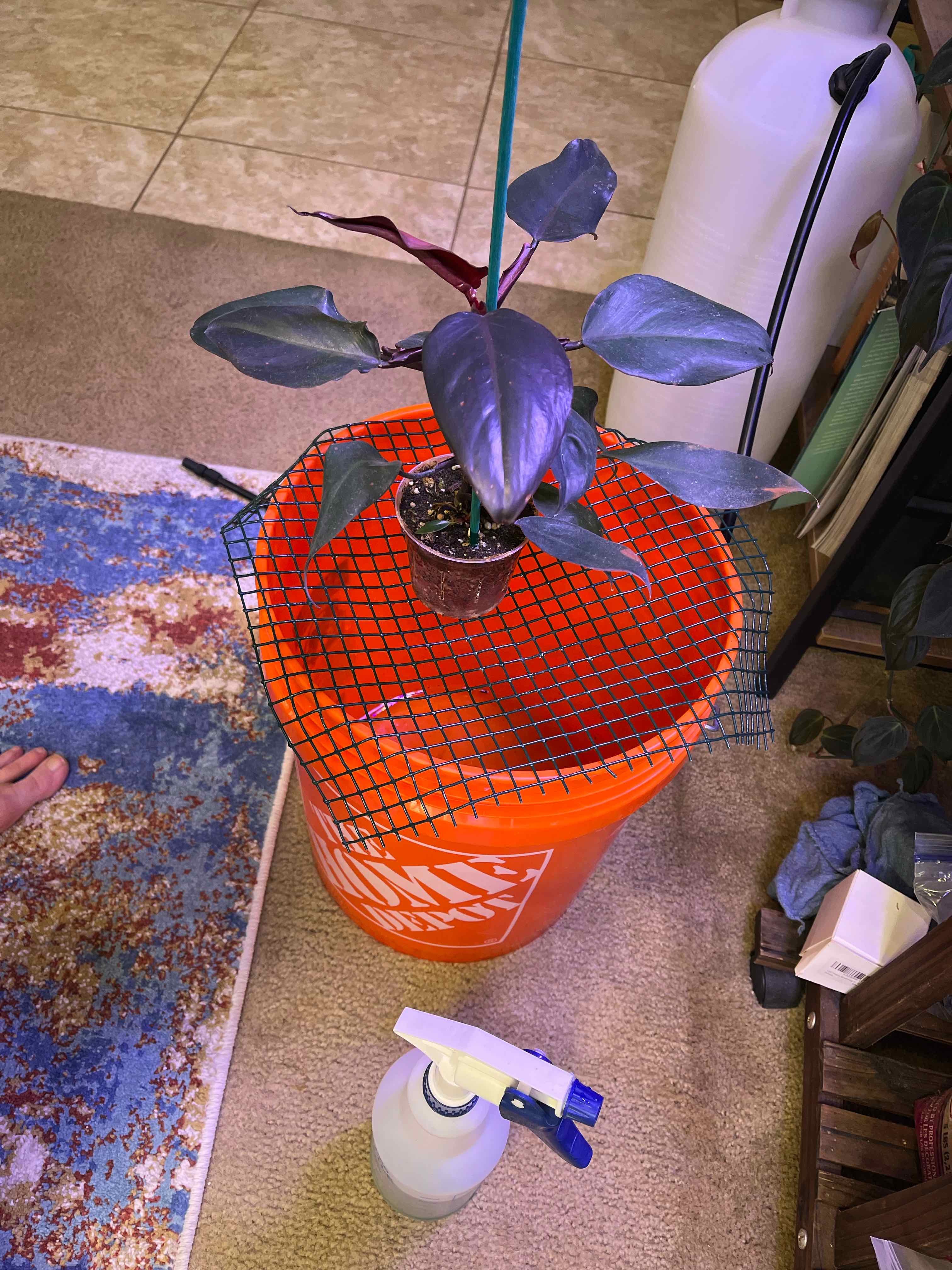 Philodendron Dark Lord plant on an orange bucket with a mesh grid and a spray bottle nearby.