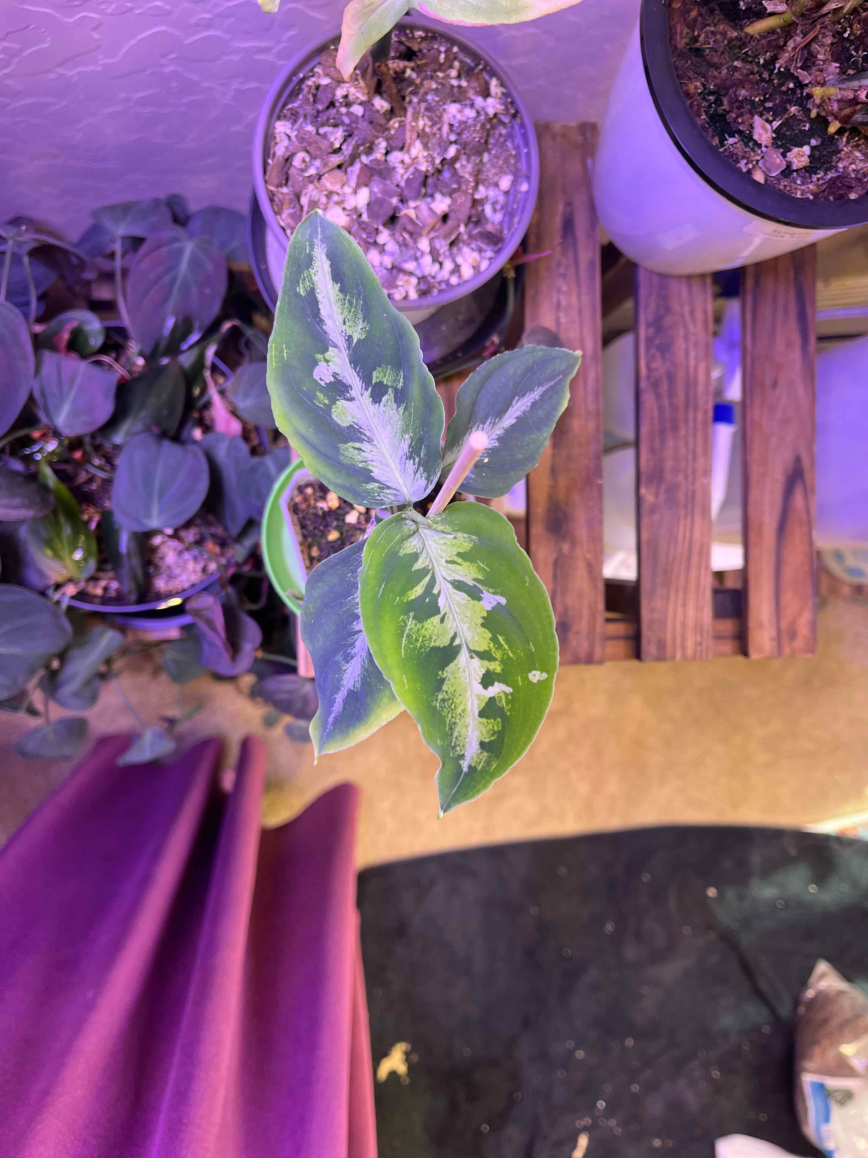 Aglaonema 'Tricolor' plant with variegated leaves, well-framed and healthy.