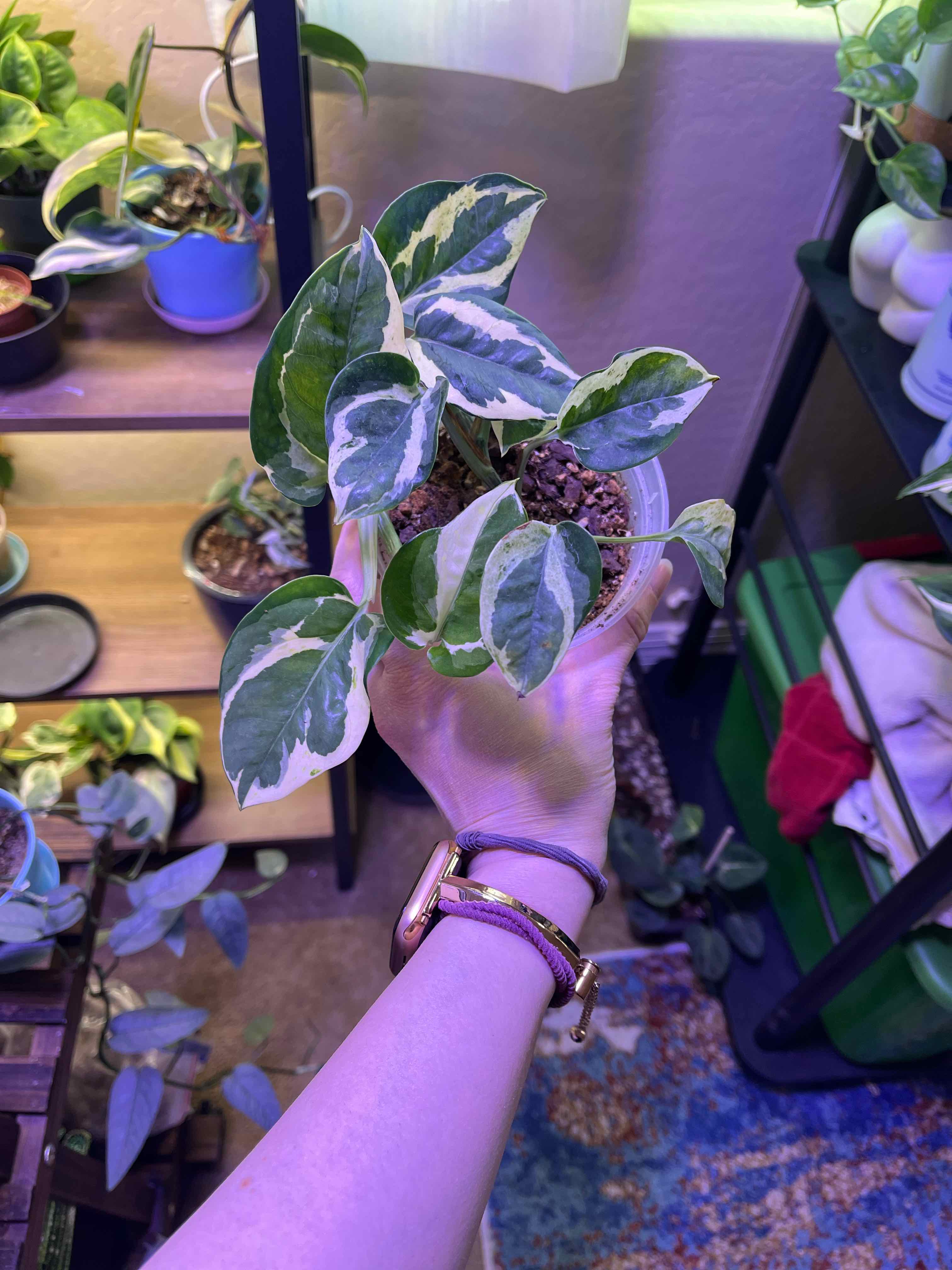 A healthy Glacier Pothos plant with variegated leaves being held by a hand, with other plants in the background.
