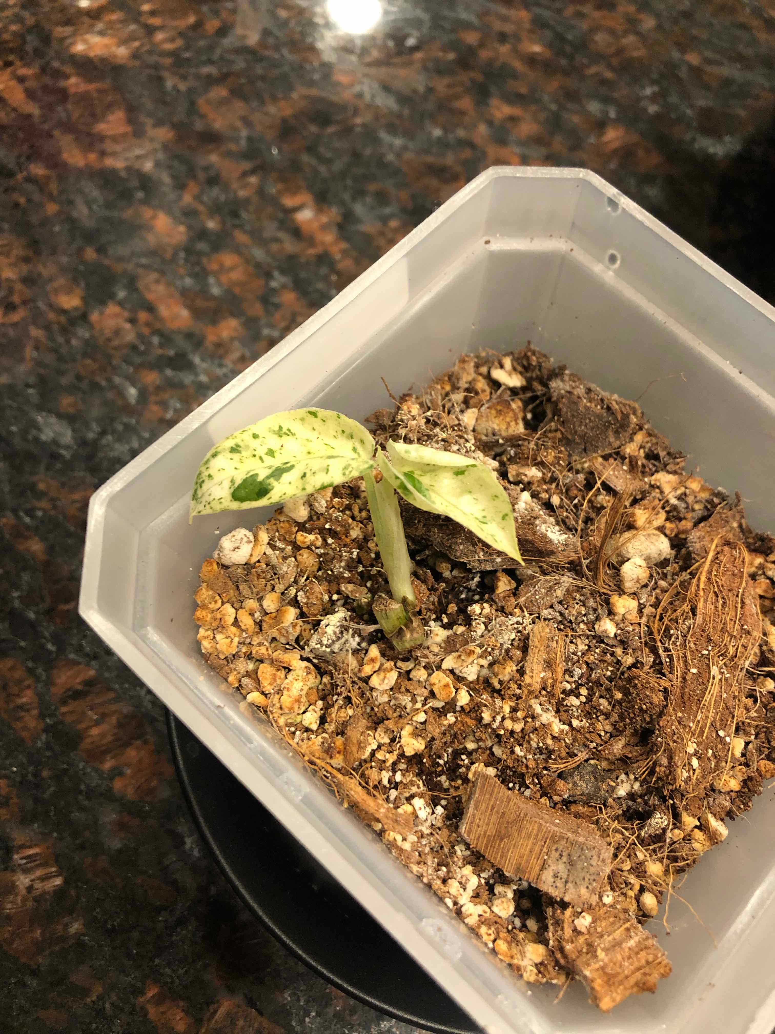 Young Marble Epipremnum Pinnatum plant in a plastic container with visible soil.