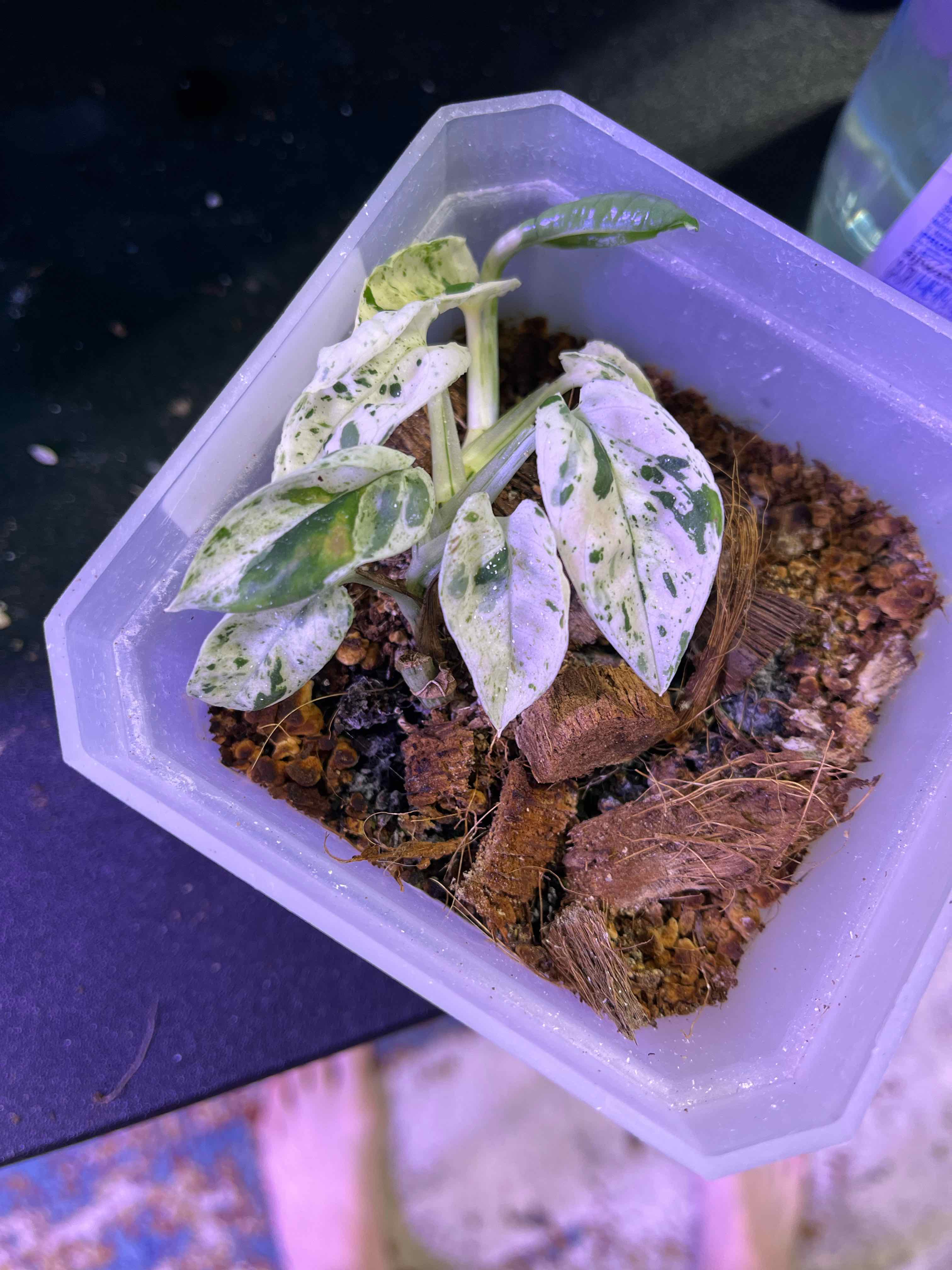 Marble Epipremnum Pinnatum plant in a pot with visible soil and variegated leaves.