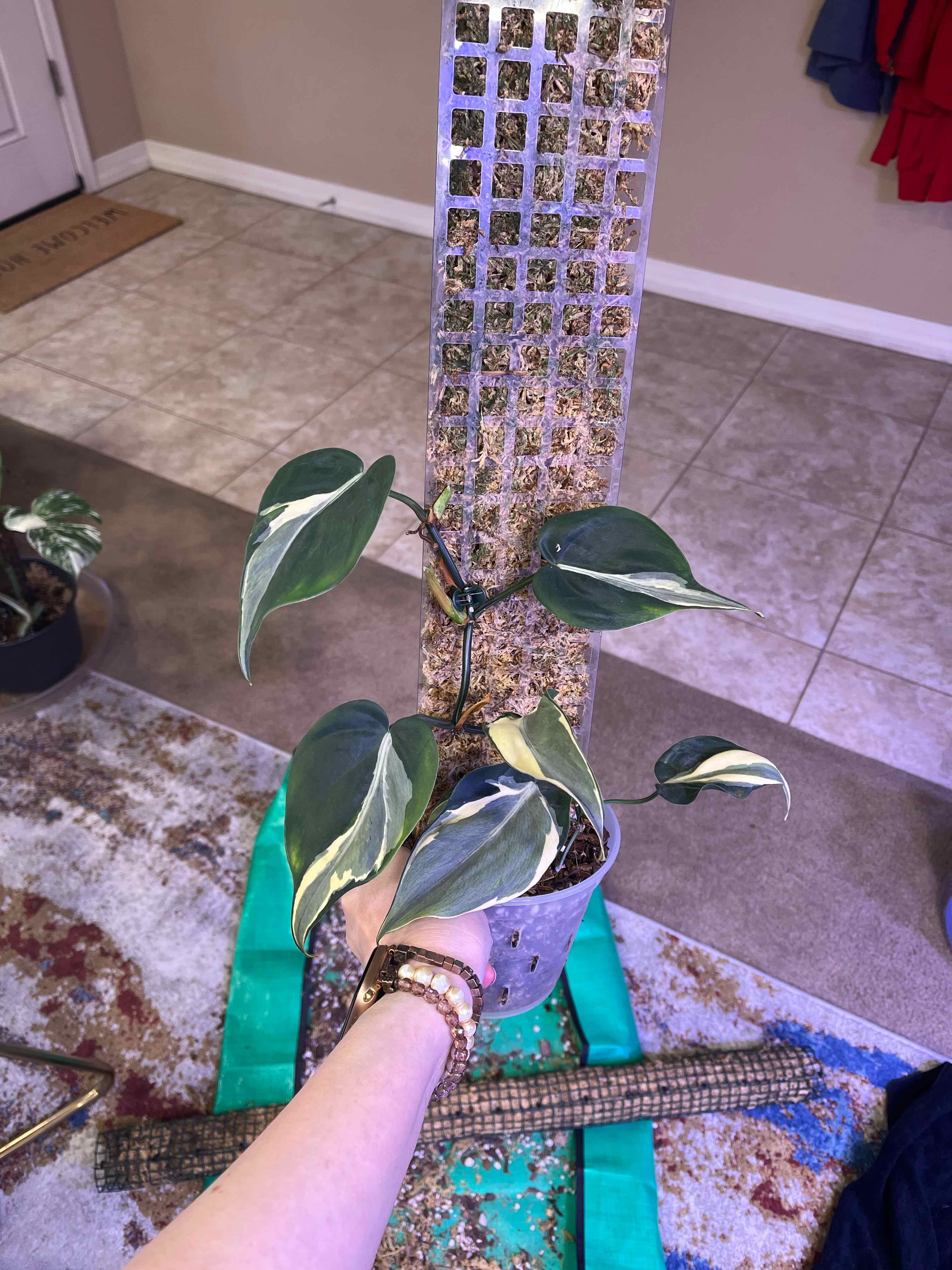 Philodendron 'Rio' plant with variegated leaves, held by a hand, in a well-lit indoor setting.
