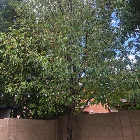 Photo of the plant species Desert Ash by Bunnybooty named Backyard Landscape Tree #1 on Greg, the plant care app