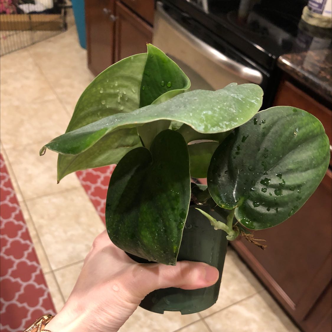 A healthy Jade Satin Pothos plant being held by a hand, with vibrant green leaves.