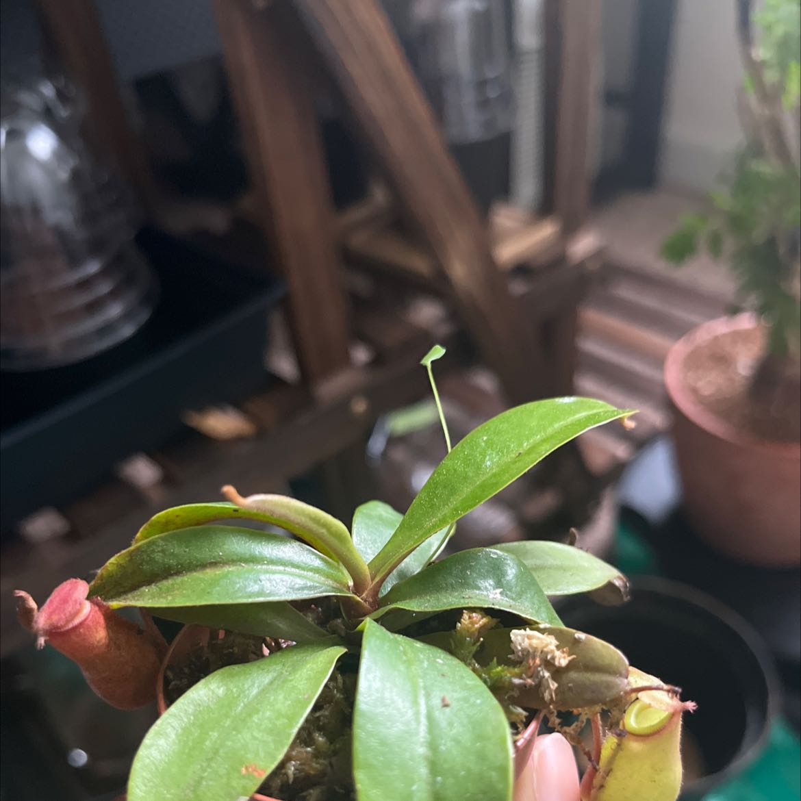 Nepenthes ventricosa Pitcher Plant with healthy green leaves and developing pitchers.