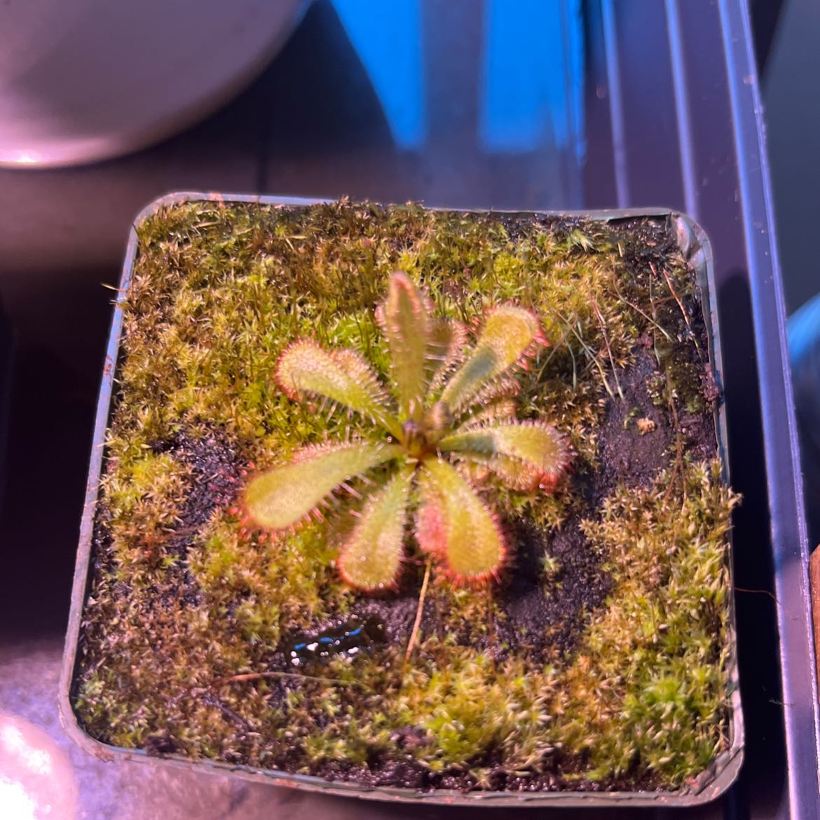 Australian Sundew plant in a square pot with moss-covered soil.