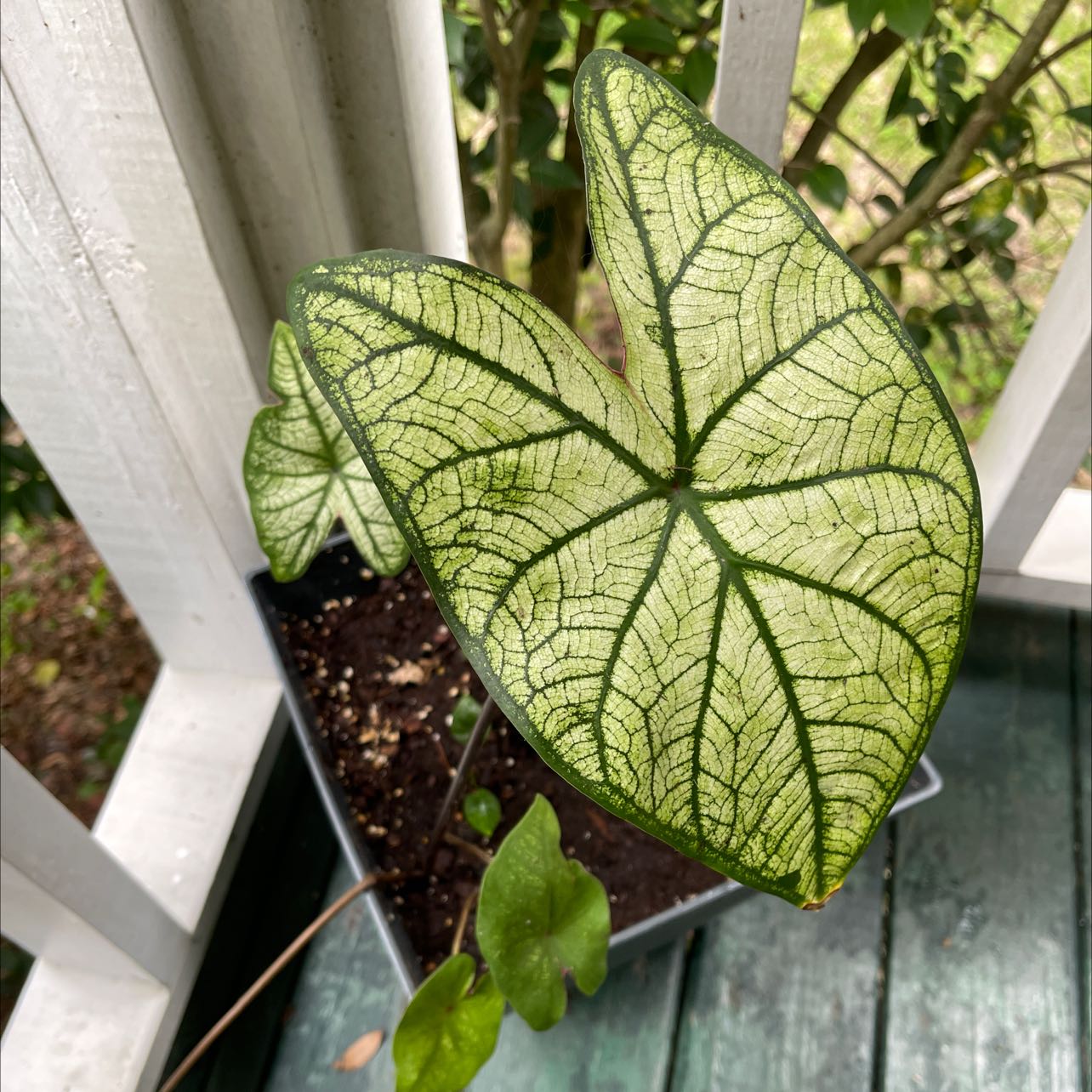 Photo of the plant species Heart of Jesus by @AgileFern named Your plant on Greg, the plant care app