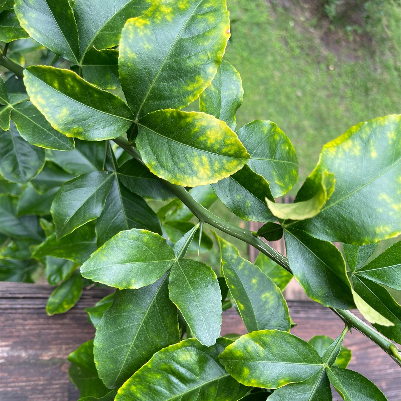 Hardy Orange plant with green leaves showing yellowing around the edges.