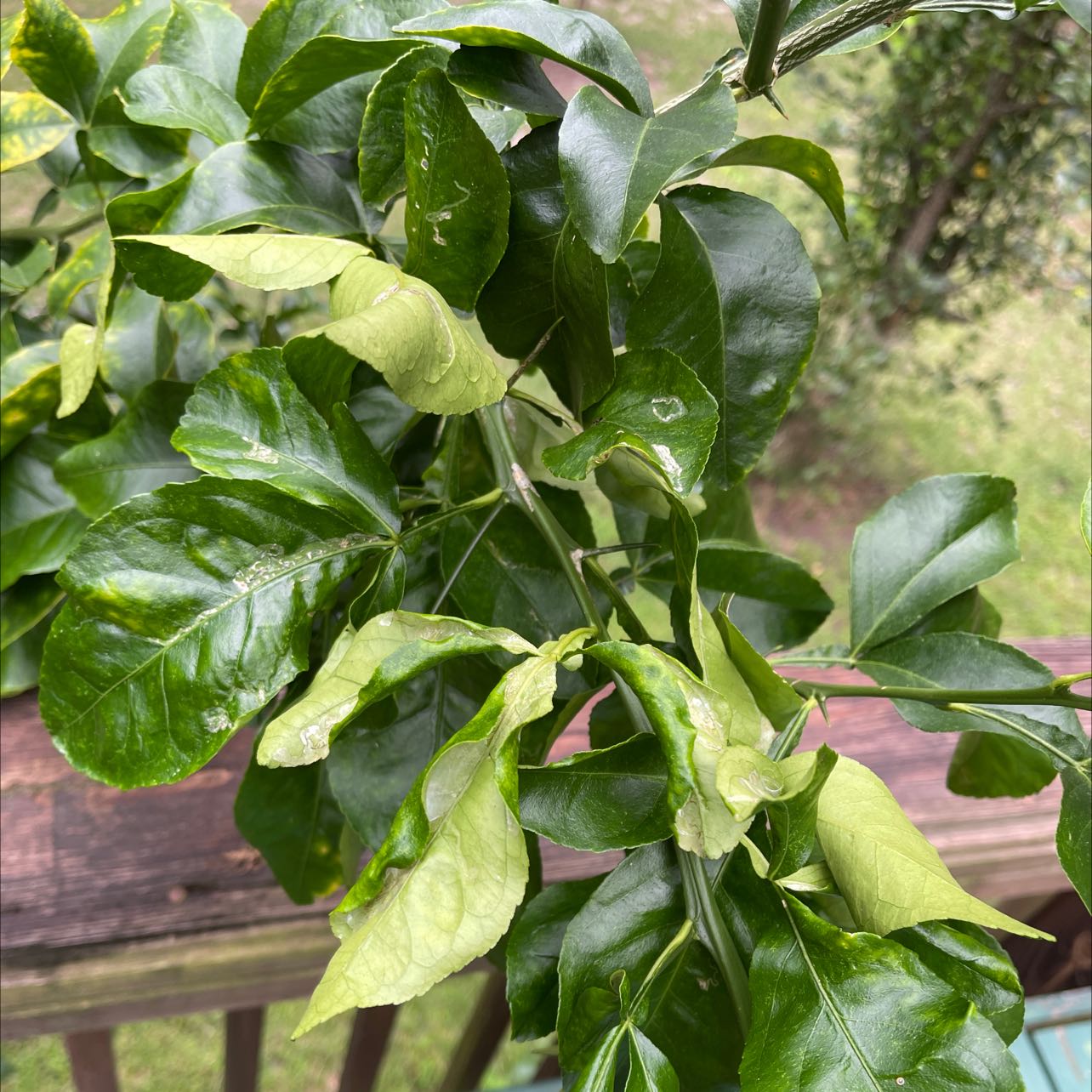 Image of a Hardy Orange plant with healthy green leaves.