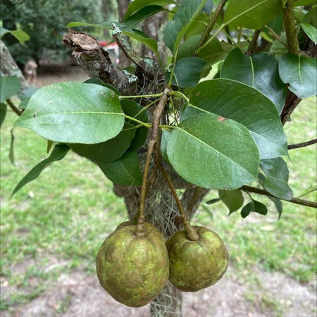 Photo of the plant species Common Pear by Agilefern named Your plant on Greg, the plant care app