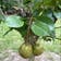 Calculate water needs of Common Pear