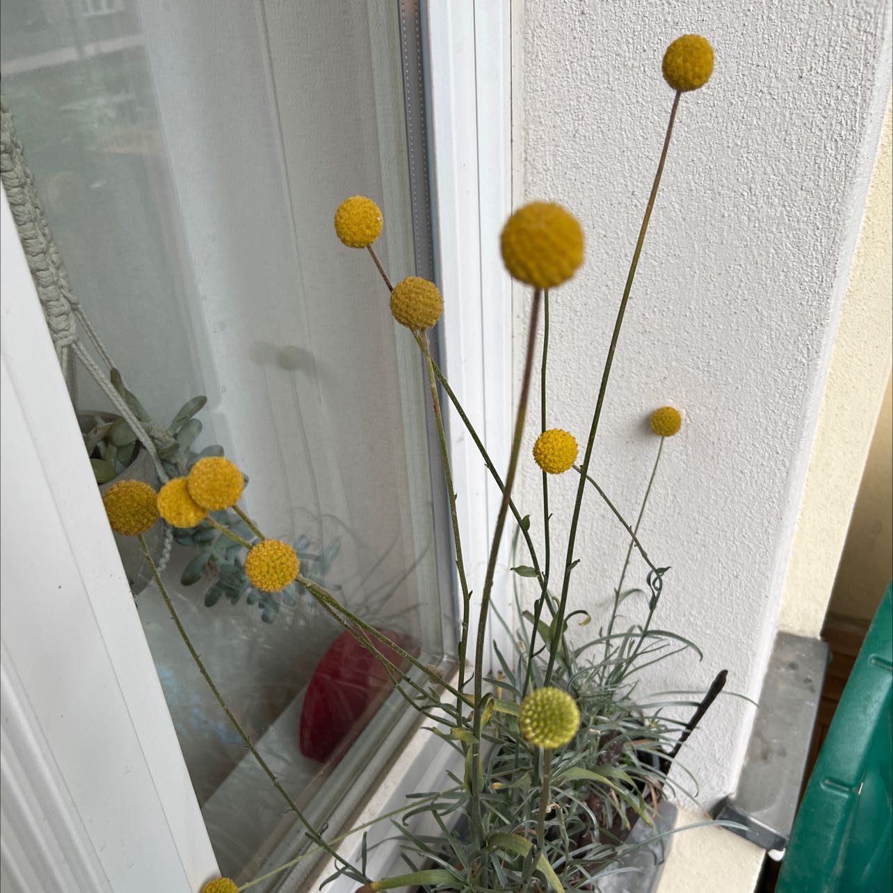 Photo of the plant species Billy Buttons by @SharpMakura named Your plant on Greg, the plant care app
