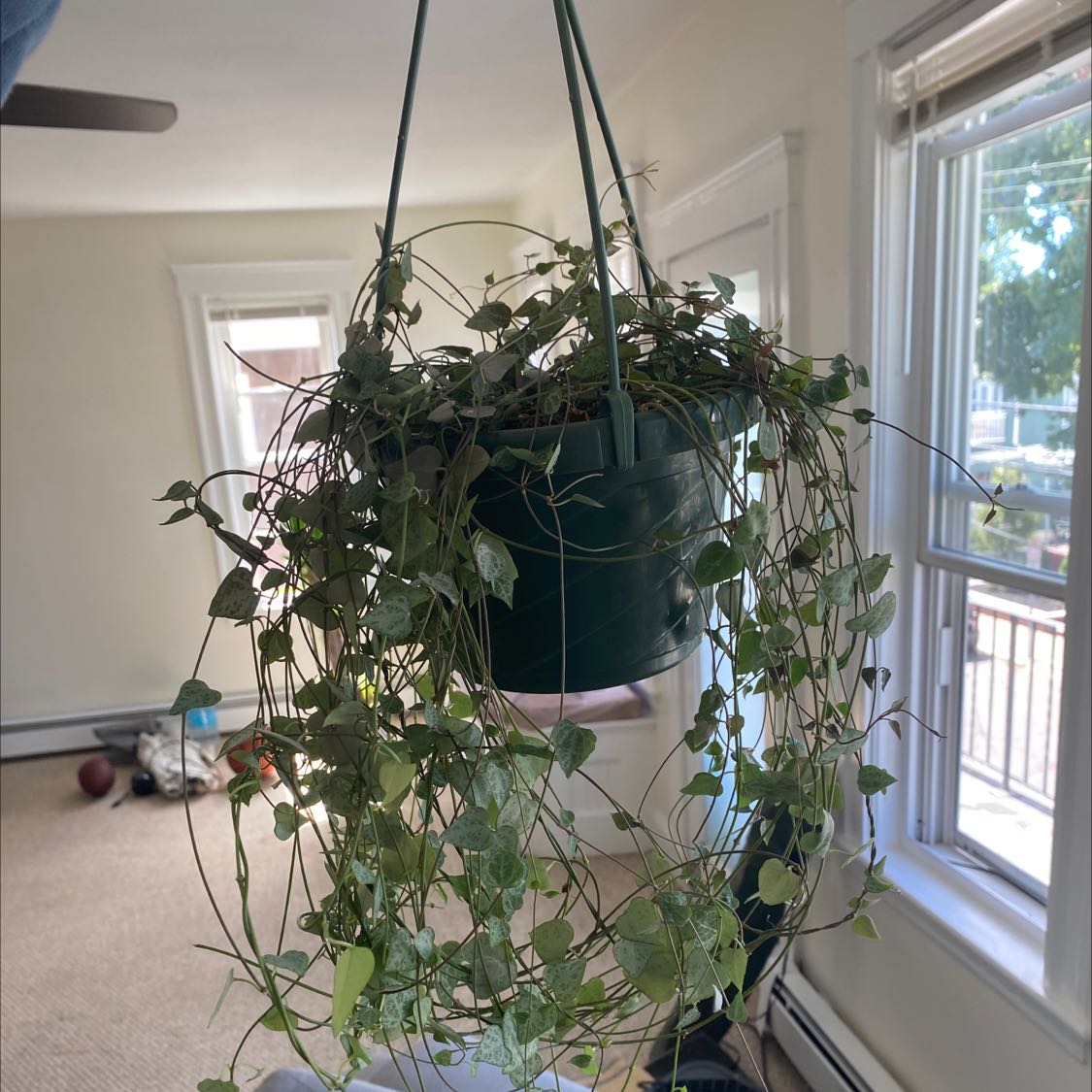 Photo of the plant species String of Spades by @LMSplants named Bella on Greg, the plant care app