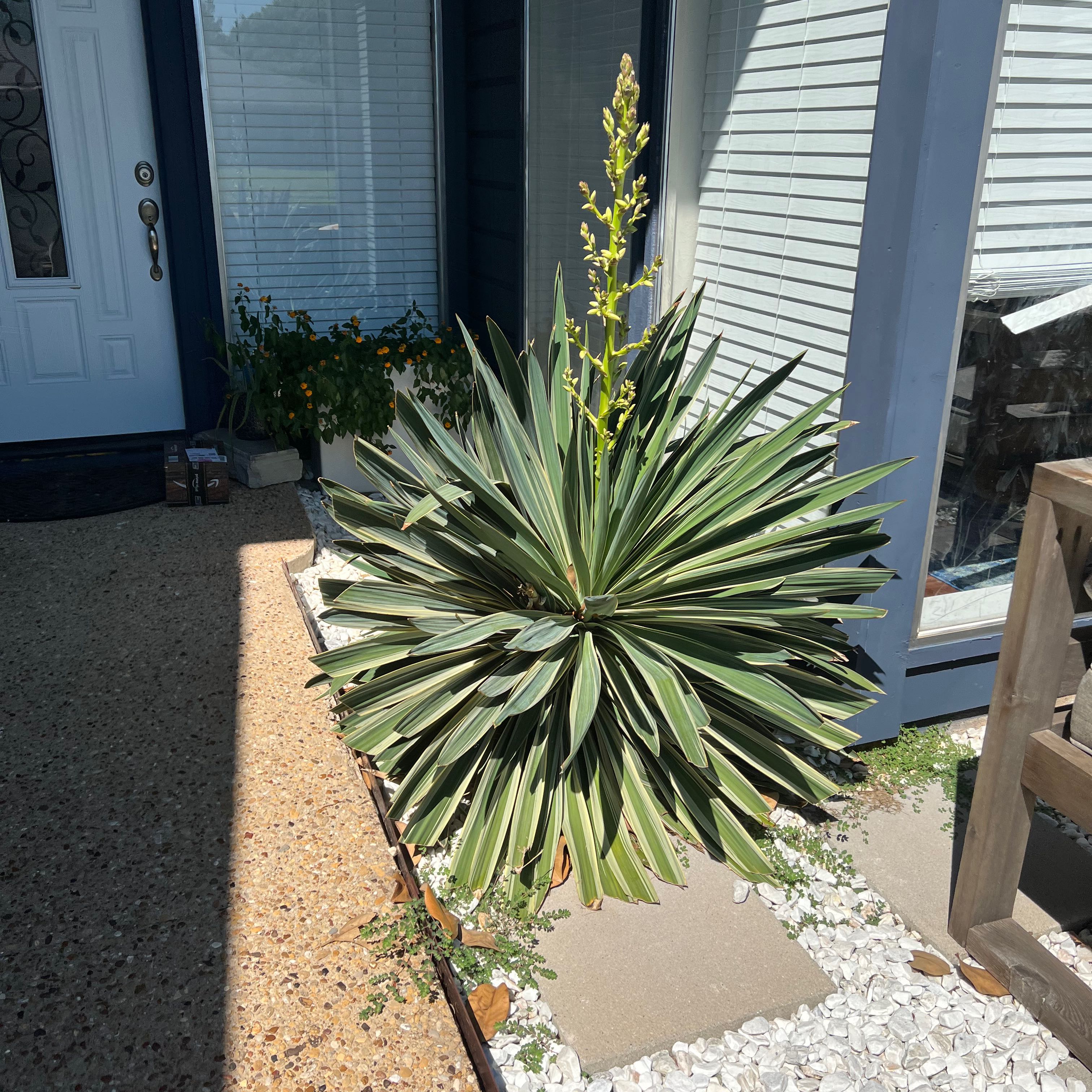 Spanish Dagger plant with long, pointed leaves and a flowering stalk, well-framed and healthy.