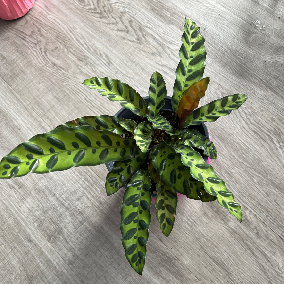Photo of the plant species Rattlesnake Plant by @FullAnacua named McKinley on Greg, the plant care app