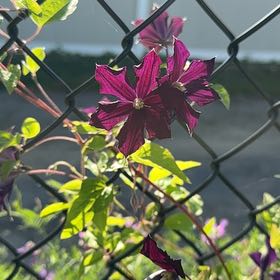 Photo of the plant species Italian Leather Flower by @FullAnacua named Gaga on Greg, the plant care app