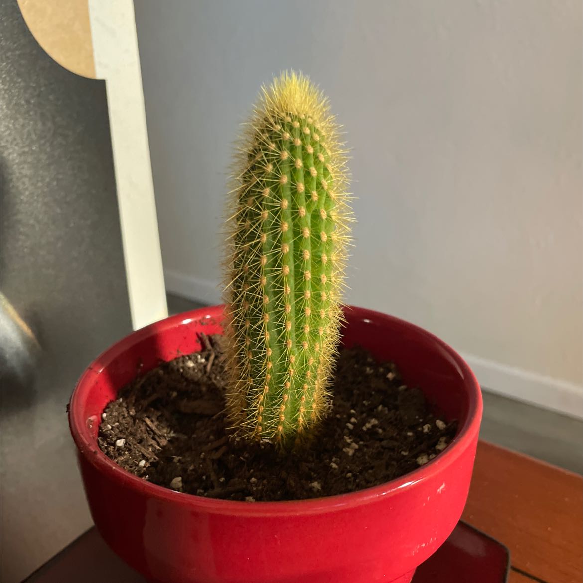 Photo of the plant species Pilosocereus lanuginosus by @ProlificRedfir named Humerbto on Greg, the plant care app