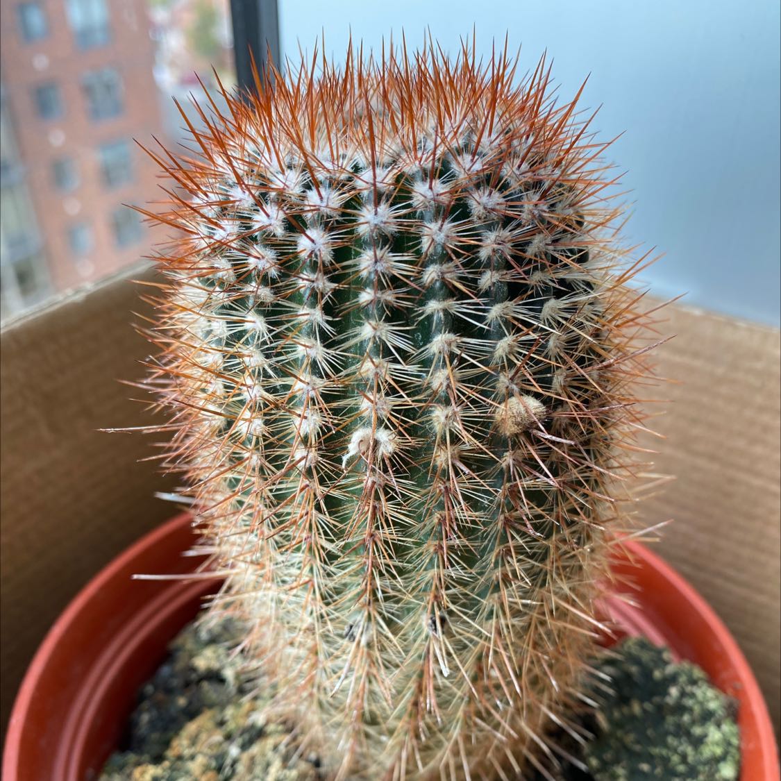 Lady Finger Cactus 'Copper King' in a pot, healthy with prominent spines.