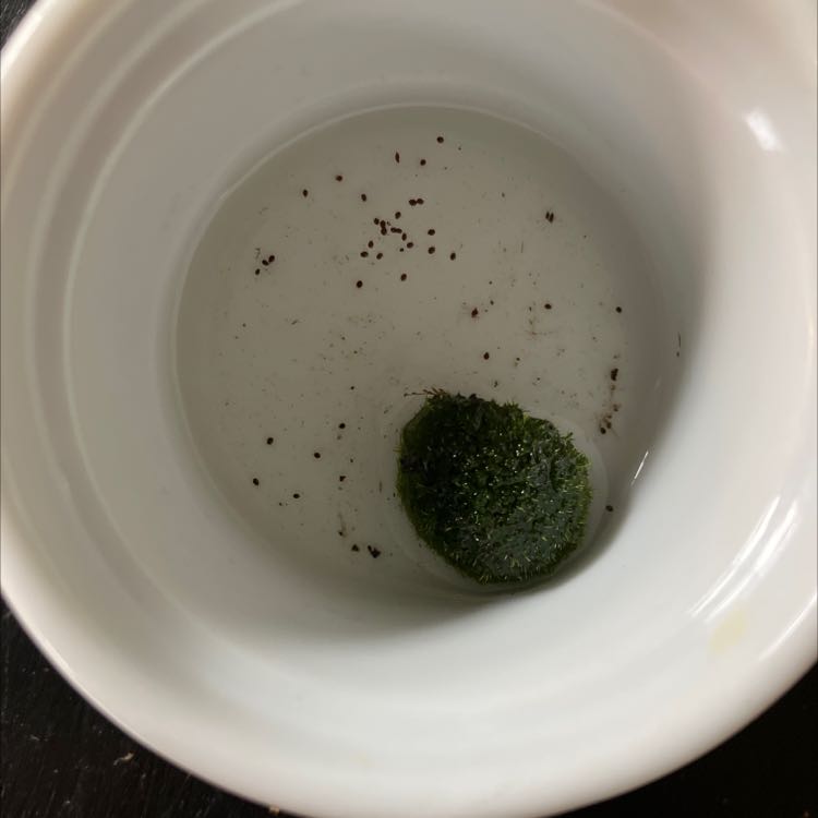 A small clump of Silvergreen Bryum Moss in a white container with water.