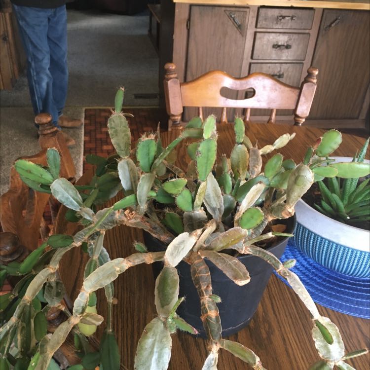 Photo of the plant species Schlumbergera × graeseri by @HotFreesia named Your plant on Greg, the plant care app