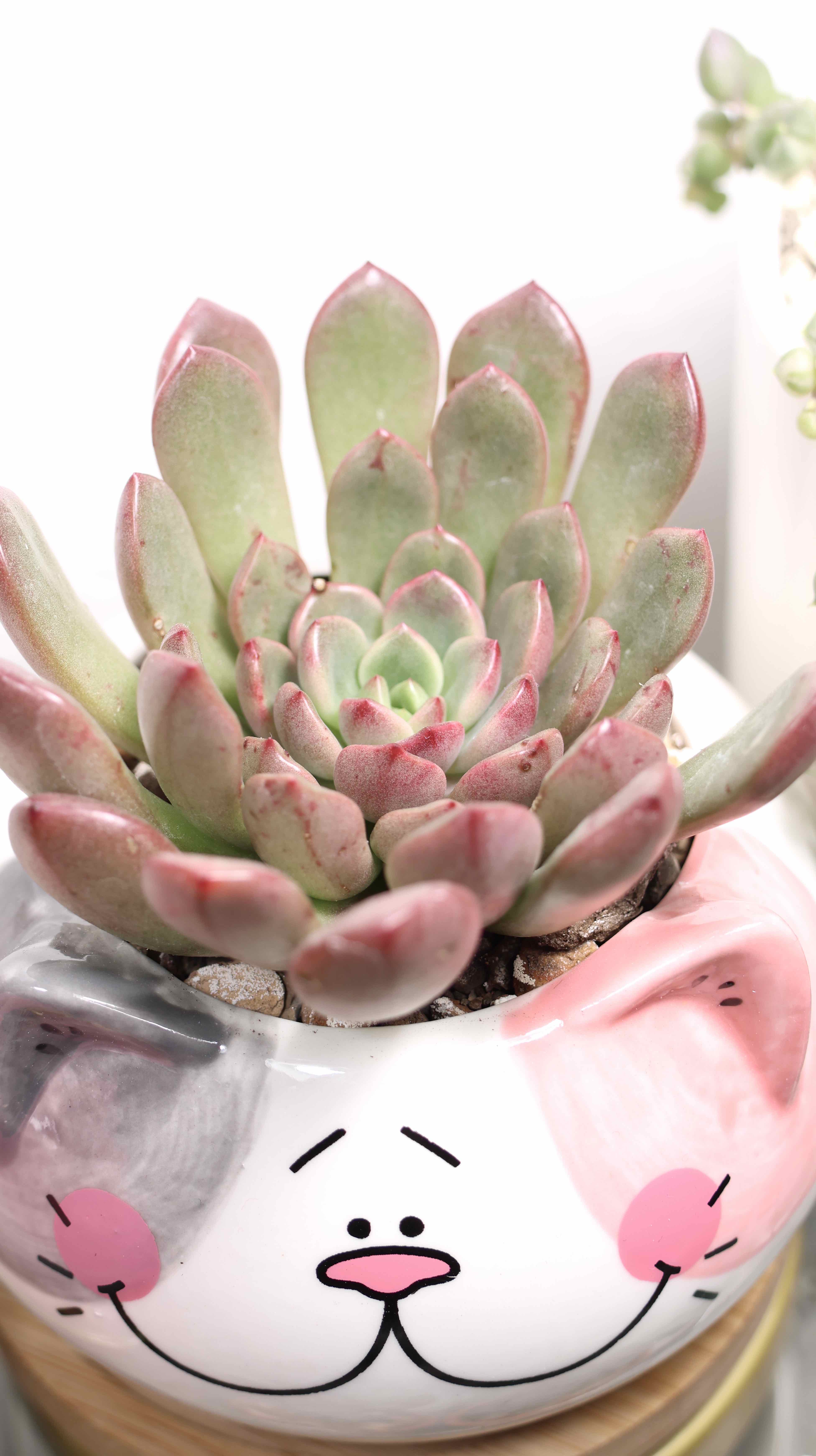 Graptoveria 'Bashful™' succulent in a decorative pot, healthy with pinkish leaves.