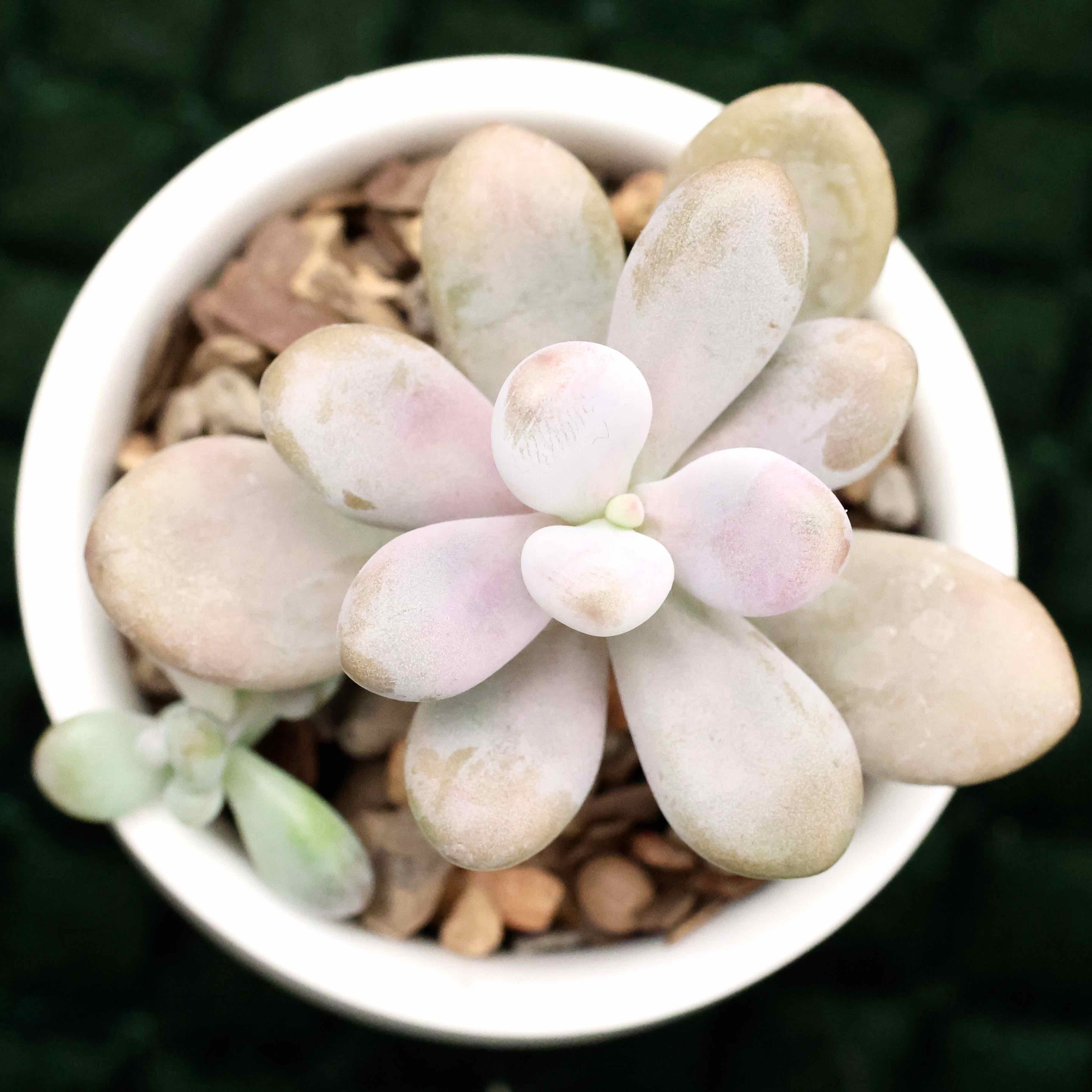 Photo of the plant species Moonstone by @PlantingPeace named (Si) Moonie on Greg, the plant care app