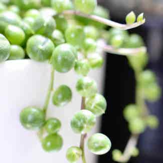 Varigated String of Pearls plant in Delray Beach, Florida